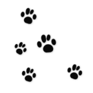 https://rescueroot.org/wp-content/uploads/2026/01/—Pngtree—black-bear-paw-prints_6083126-1.png
